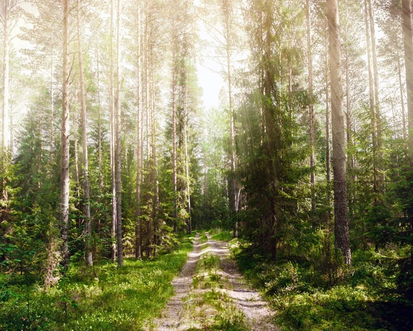Orman Yol Vahşi Bitkiler Ağaçlar — Stok fotoğraf