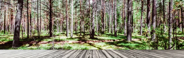 Divoké Lesní Stromy Příroda — Stock fotografie