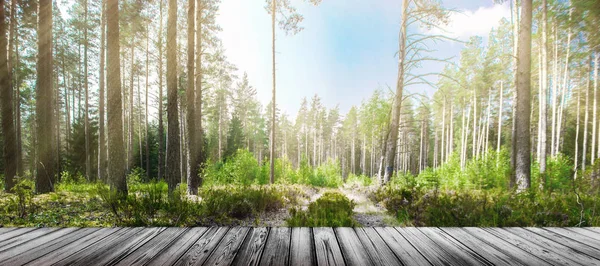 Straße Sommerwald Grüner Ökologischer Hintergrund — Stockfoto