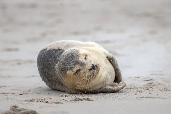 Eine Kegelrobbe Liegt Strand Von Helgoland — Stockfoto