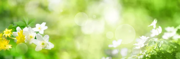 Paisaje Primavera Verde Con Efecto Bokeh Brillante Para Fondo — Foto de Stock