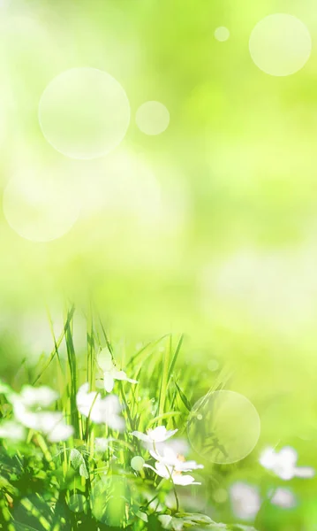 Abstrakte Grüne Frühlingslandschaft Mit Hellem Bokeh Für Einen Vertikalen Hintergrund — Stockfoto