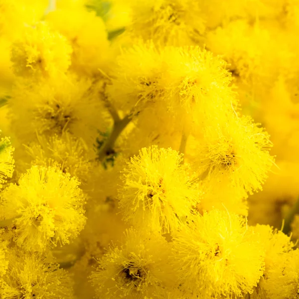 Mimosa Flori Close — Fotografie, imagine de stoc