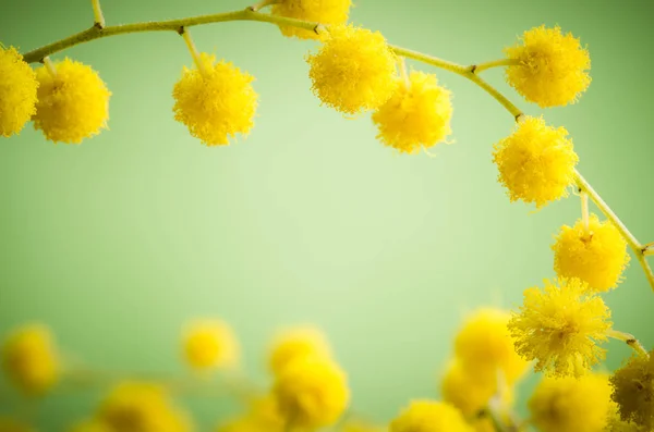 Mimosablommor Närbilder — Stockfoto