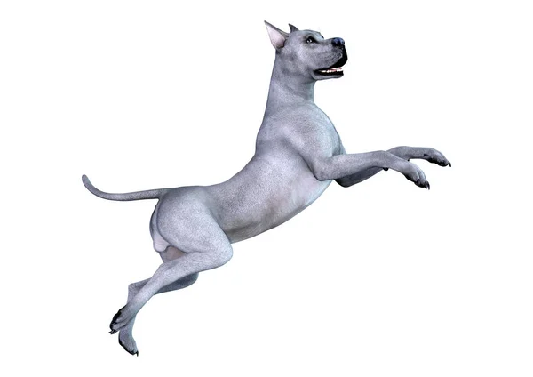 Рендеринг Голубой Собаки Великого Датчанина Белом Фоне — стоковое фото