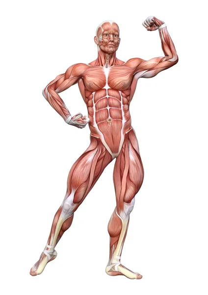 Rendering Male Figure Muscle Maps Isolated White Background — Stock Photo, Image