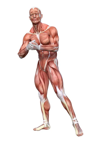 Rendering Male Figure Muscle Maps Isolated White Background — Stock Photo, Image