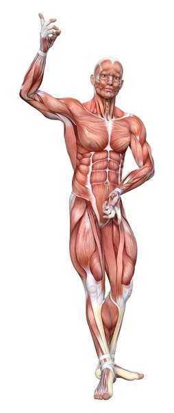 Representación Una Figura Masculina Con Mapas Musculares Aislados Sobre Fondo — Foto de Stock