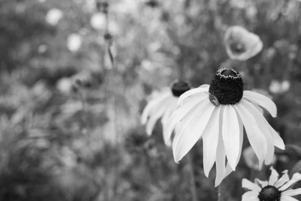 Rudbeckia flower - Black Eyed Susan - with a gorse shield bug nymph in a summer garden - monochrome processing