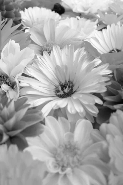 Blasse Ringelblume Selektiven Fokus Zwischen Hübschen Gartenblüten Monochrome Verarbeitung — Stockfoto