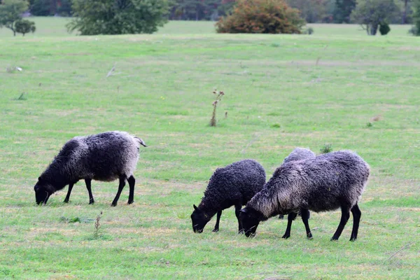 Готландські Вівці Яких Також Називають Готландська Пелта — стокове фото