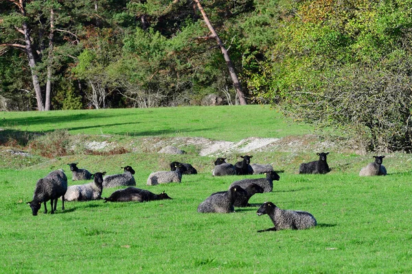 Gotland Πρόβατα Που Ονομάζεται Επίσης Gotland Pelt Μια Φάρμα — Φωτογραφία Αρχείου