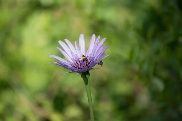 Flor Amelo Aster Violeta Con Insectos Jardín — Foto de Stock