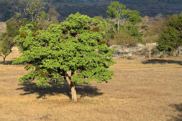 Die Savanne Zimbabwe — Stockfoto