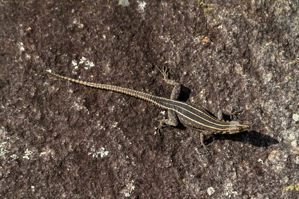 Gros Plan Lézard Dans Habitat Concept Sauvagerie — Photo