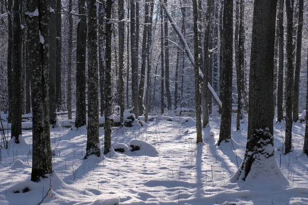 Snowfall Liduous Stand Morning Snow Wrapped Trees Puszcza Białowieska Polska — Zdjęcie stockowe