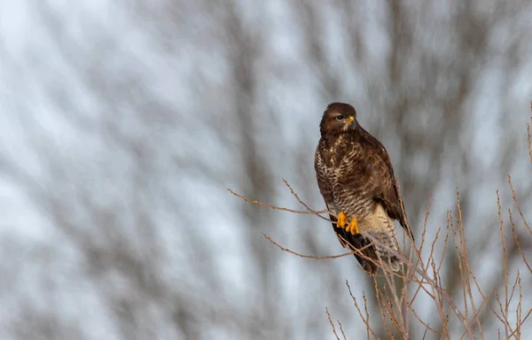 Genel Akbaba Buteo Buteo Kışın Bulanık Arka Plan Podlasie Bölgesi — Stok fotoğraf