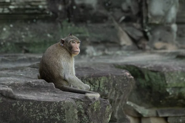 Macaco Cauda Longa Sentado Parede Angkor Wat — Fotografia de Stock