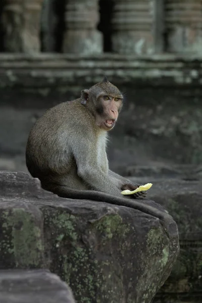 Macaco Cola Larga Sienta Angkor Wat Comiendo — Foto de Stock
