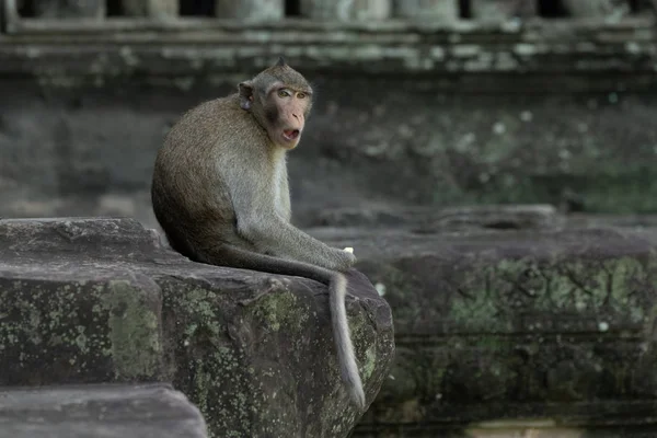Macaco Cola Larga Sienta Comer Angkor Wat — Foto de Stock