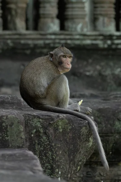 Macaco Cola Larga Sienta Comer Pared Piedra — Foto de Stock