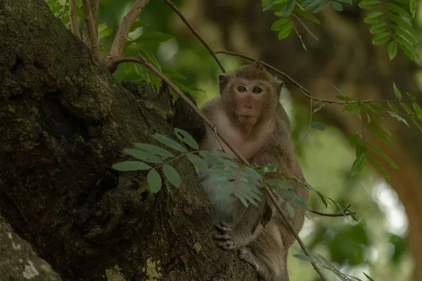 Long Tailed Macaque Sits Branch Facing Camera — Stock Photo, Image