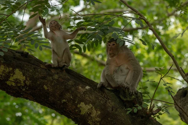Macaco Cola Larga Baby Sit Rama —  Fotos de Stock