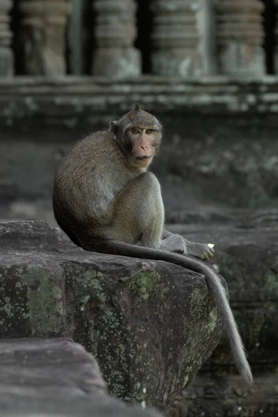 Long Tailed Macaque Angkor Wat Faces Camera — Stock Photo, Image