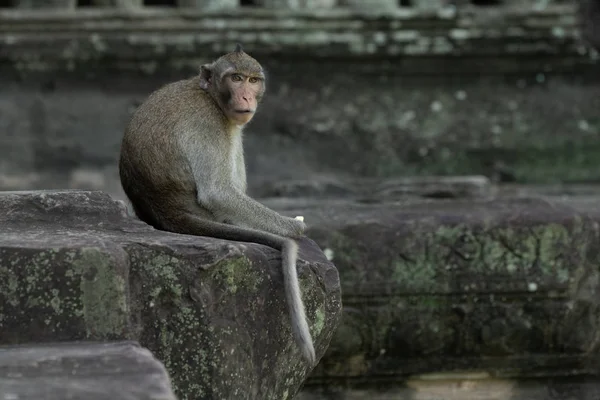 Cámara Caras Macaco Cola Larga Angkor Wat — Foto de Stock