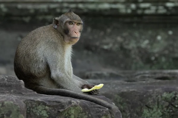 Macaco Cola Larga Sostiene Fruta Angkor Wat —  Fotos de Stock