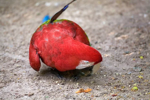 Κοντινή Άποψη Του Όμορφου Παπαγάλου Macaw — Φωτογραφία Αρχείου