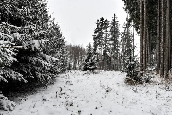 Forêt Arbres Avec Neige Hiver Couverture Nuageuse Bavière Allemagne — Photo