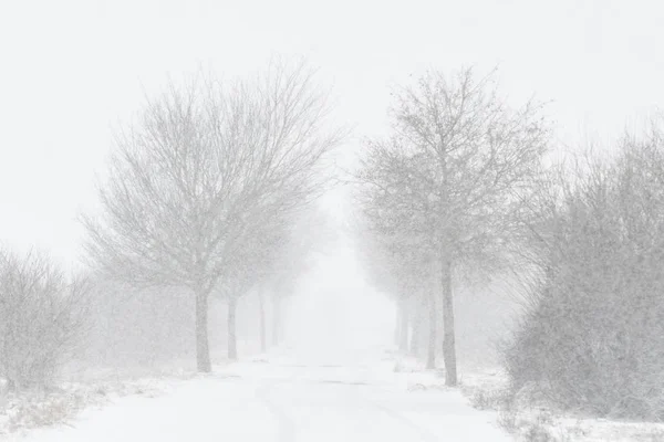 Almanya Bavyera Ağaçlar Şiddetli Kar Yağışı Olan Bir Yol — Stok fotoğraf