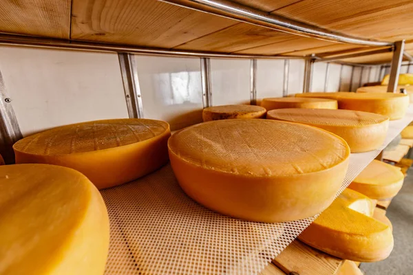 店内や牛乳工場内の木製棚に並ぶチーズ — ストック写真