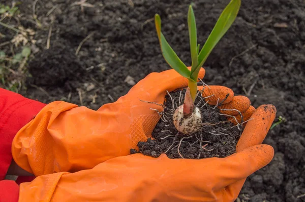 Joven Planta Ajo Las Manos Agrónomo Con Guantes Concepto Mejoramiento — Foto de Stock