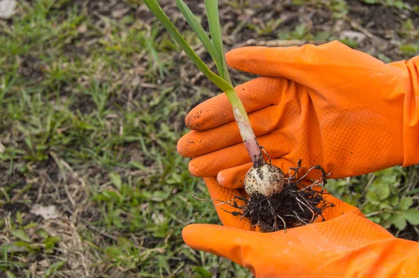 手袋を身に着けている農学者の手に若い植物ニンニク 野菜の繁殖 植物の保護と収量の改善の概念 — ストック写真