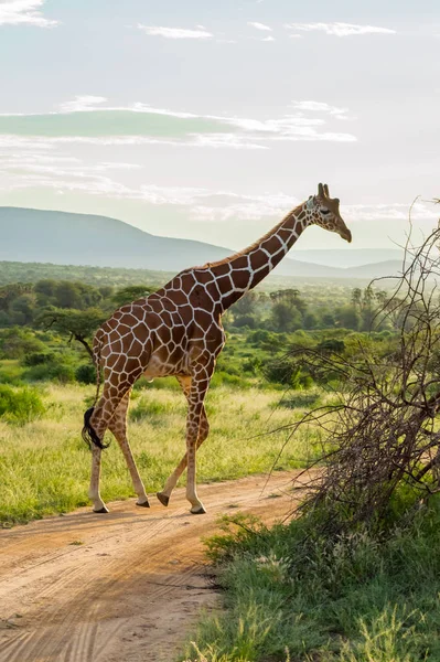 Жираф Перетинає Стежку Парку Самбуру Центральній Кенії — стокове фото