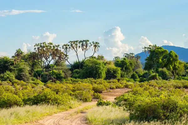 View Trails Savannah Samburu Park Central Kenya — Stock Photo, Image