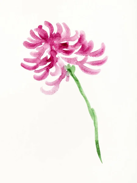 수채화를 사용하여 양식으로 그리기 연습하기 자주색 국화꽃은 종이에 손으로 것이다 — 스톡 사진