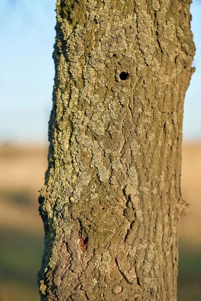 Árbol Infestado Por Escarabajo Cuerno Largo Asiático Magdeburgo Alemania Escarabajo —  Fotos de Stock