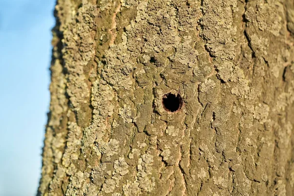 Árbol Infestado Por Escarabajo Cuerno Largo Asiático Magdeburgo Alemania Escarabajo —  Fotos de Stock