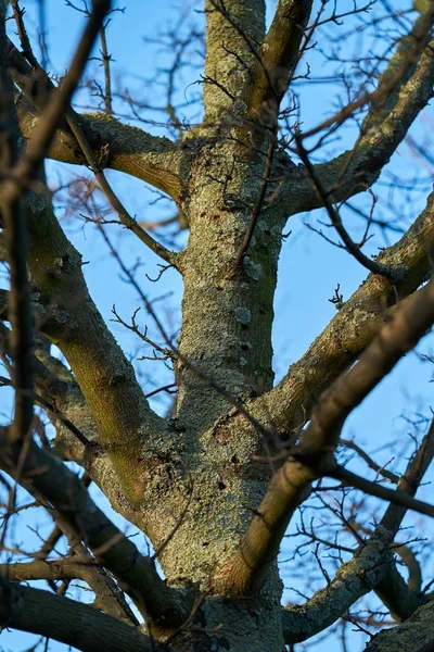 Drzewo Porażone Przez Azjatyckiego Chrząszcz Długoramienny Magdeburgu Niemczech Chrząszcz Rozprzestrzenia — Zdjęcie stockowe