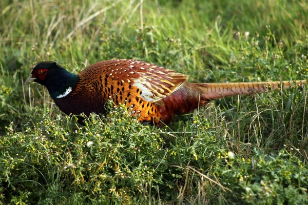 Fasan Hane Fjädrar Färgglada Häckar Jägare Ägg Vingar — Stockfoto