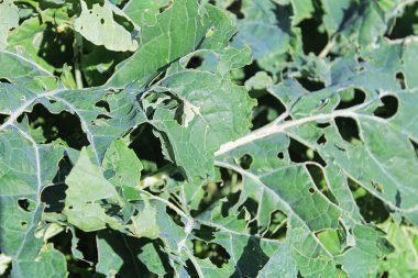 Cabbage Moth damage seen on broccoli leaves. clipart