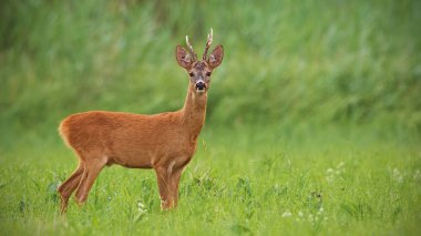 Roe deer, capreolus capreolus, buck with clear green blurred background. Wild mammal in nature. Panoramatic composition. clipart