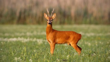 Roe deer, capreolus capreolus, buck in summer on meadow with flowers at sunset. Wild animal in natural environment with warm colors. Roebuck in nature. clipart