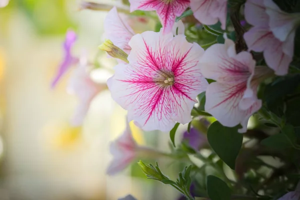 Achtergrond Afbeelding Van Kleurrijke Bloemen Achtergrond Natuur — Stockfoto