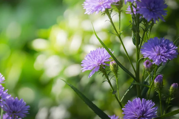 Image Fond Des Fleurs Colorées Fond Nature — Photo