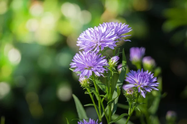 Imagem Fundo Das Flores Coloridas Natureza Fundo — Fotografia de Stock