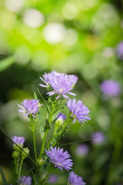 Imagen Fondo Las Flores Colores Naturaleza Fondo — Foto de Stock